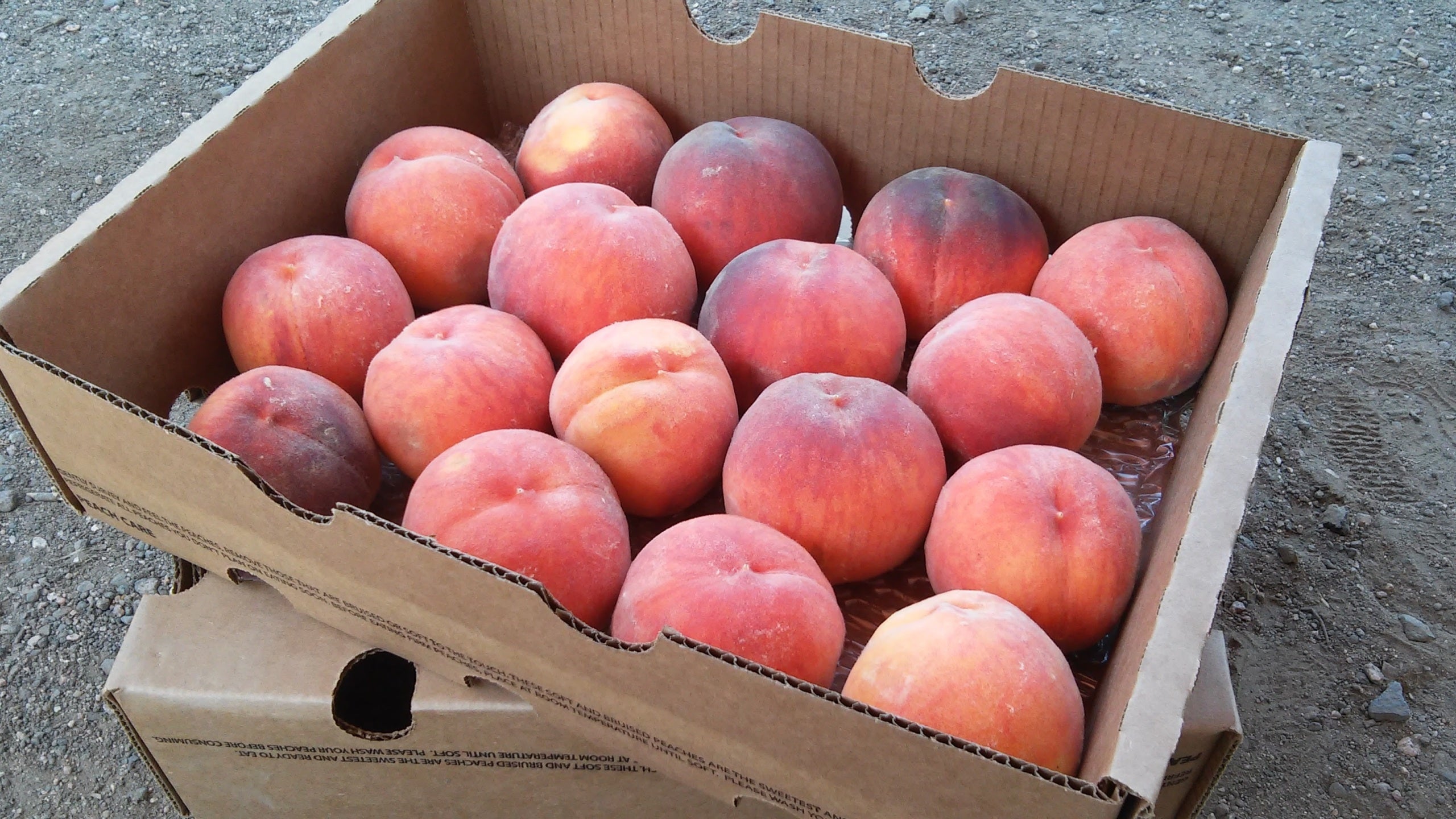 Order a flat (half-box) of Palisade peaches for pickup in Fort